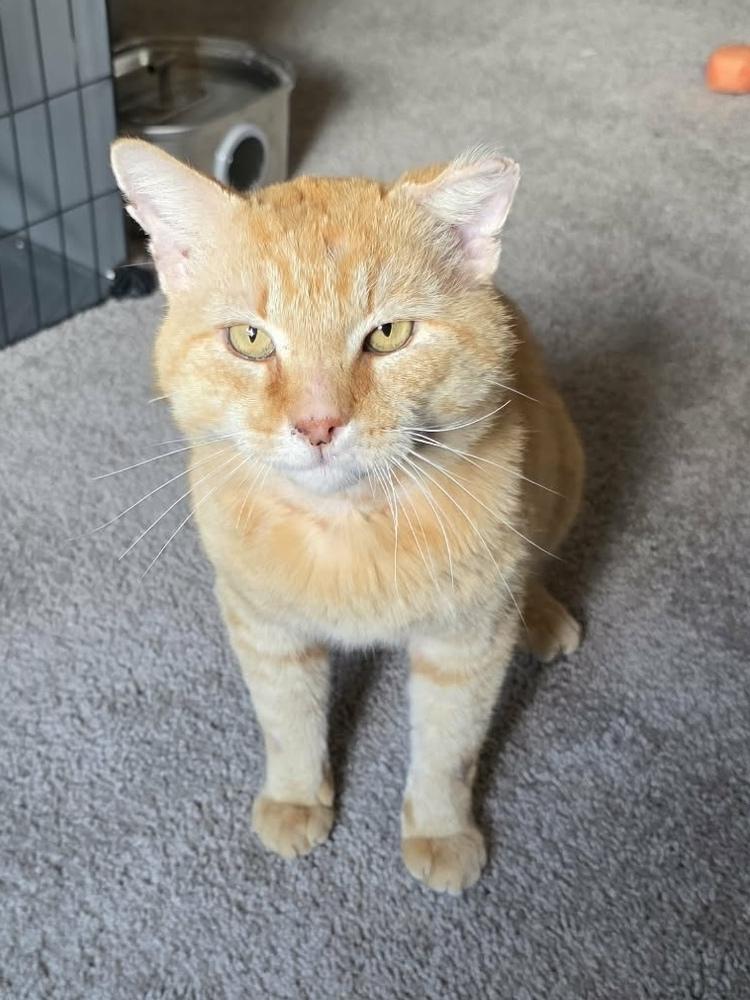 Eisen, Adoptable, Adult Male Domestic Short Hair.