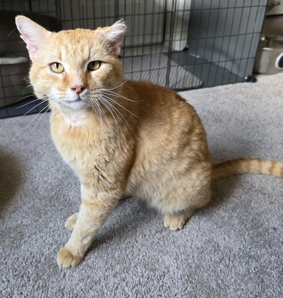 Enlarge Eisen, a Adoptable mixed breed in tucson, AZ image 2/5