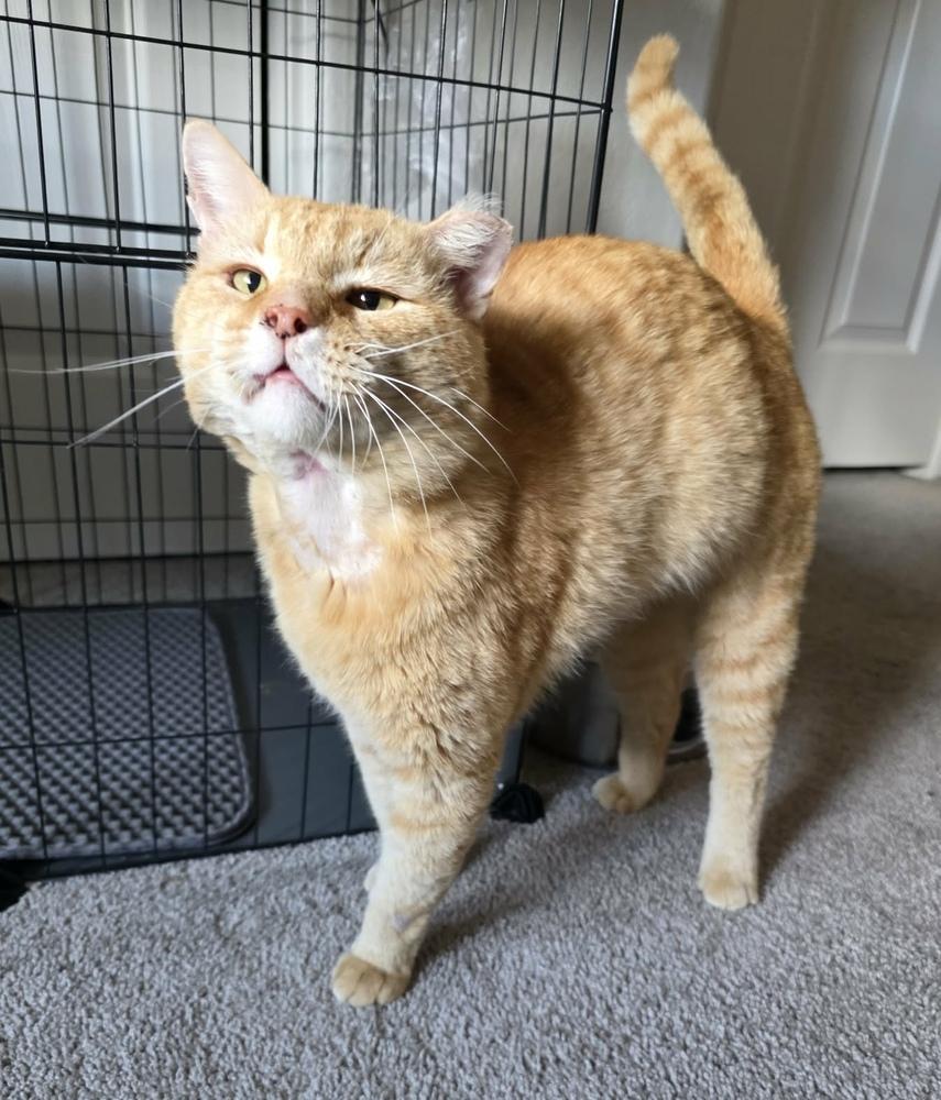 Enlarge Eisen, a Adoptable mixed breed in tucson, AZ image 3/5