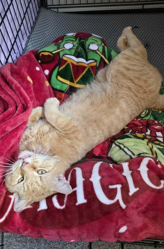 Enlarge Eisen, a Adoptable mixed breed in tucson, AZ image 4/5