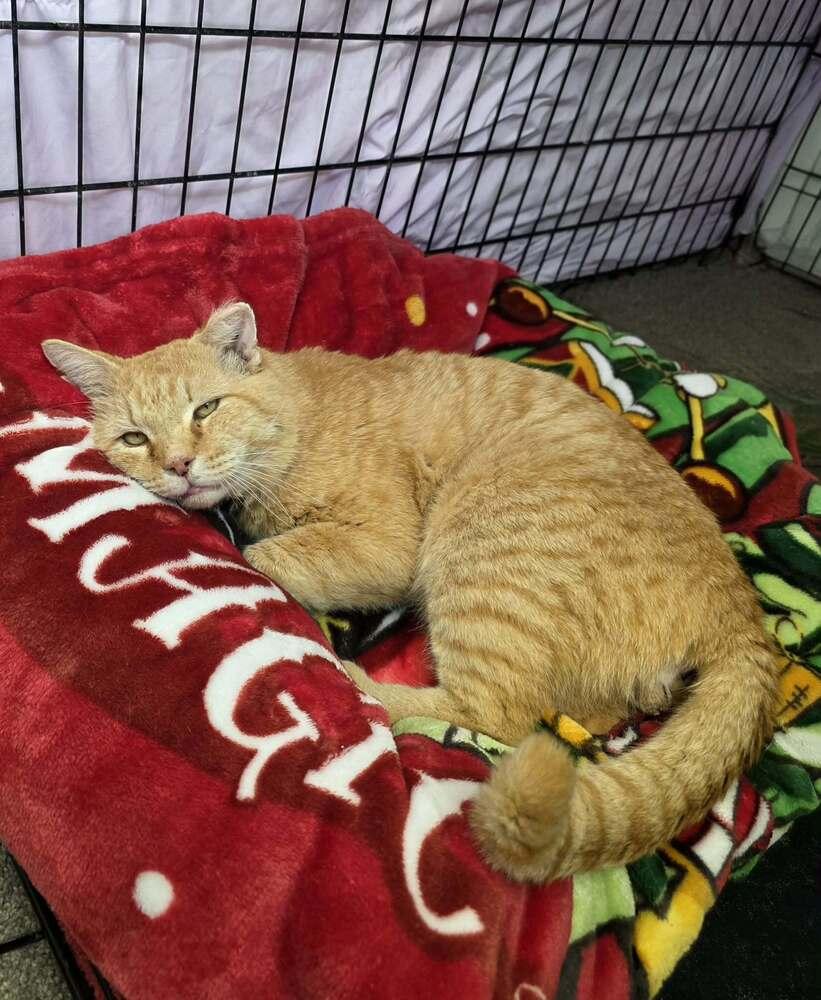 Enlarge Eisen, a Adoptable mixed breed in tucson, AZ image 5/5