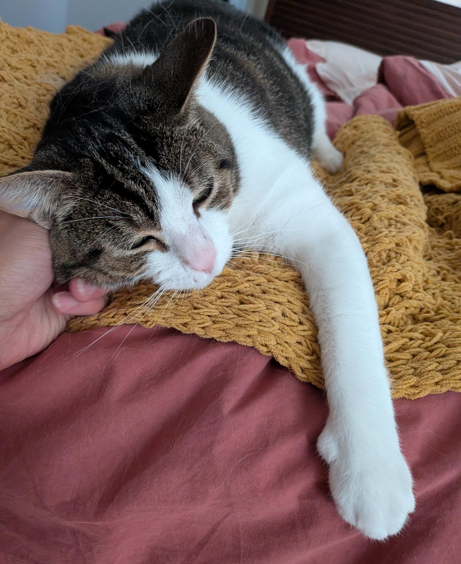 Enlarge GRENOBLE 2.0 (CR/SC), a Adoptable Domestic Short Hair in Sainte-Angele-de-Monnoir, QC image 5/6