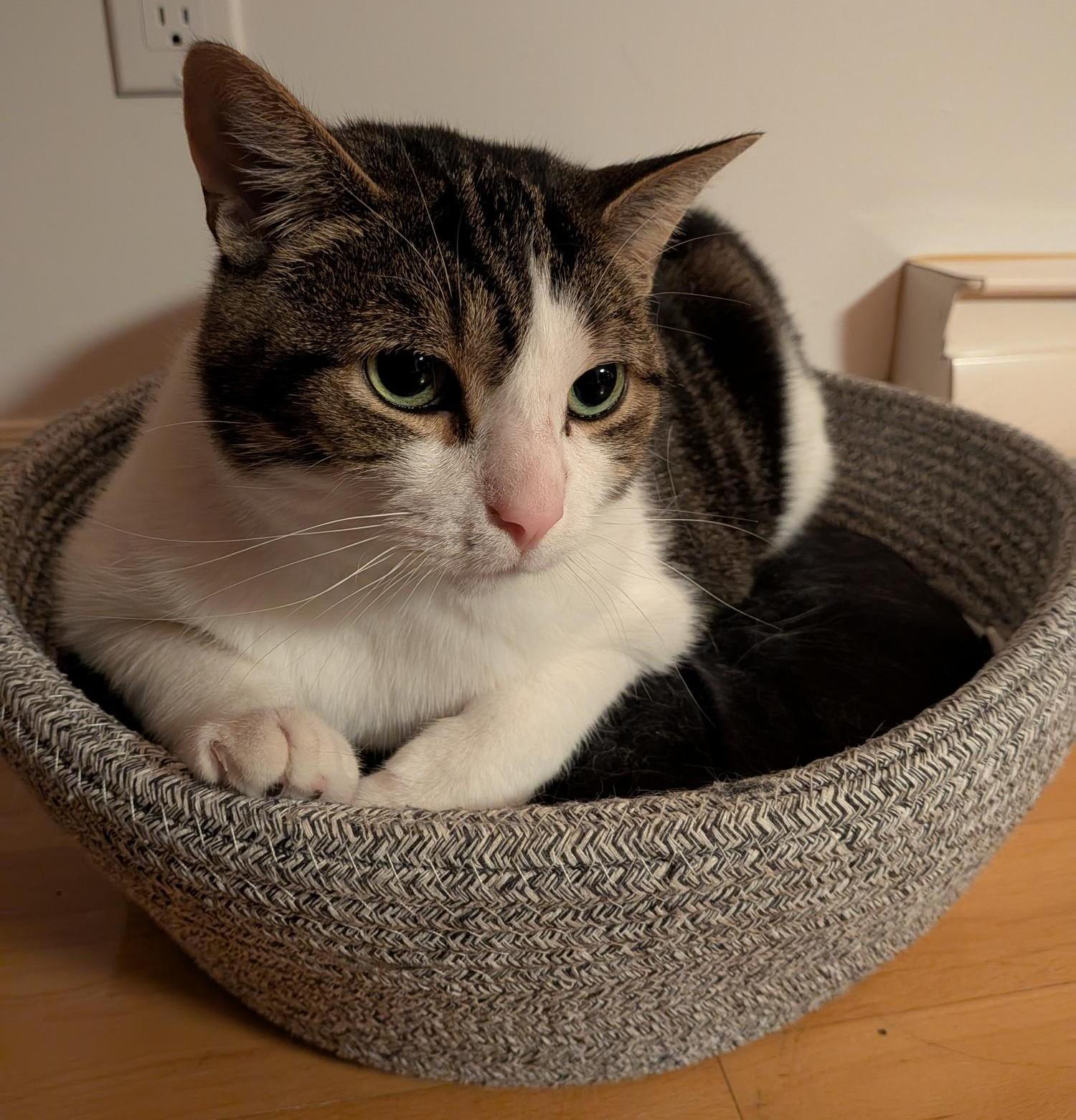 Enlarge GRENOBLE 2.0 (CR/SC), a Adoptable Domestic Short Hair in Sainte-Angele-de-Monnoir, QC image 2/6
