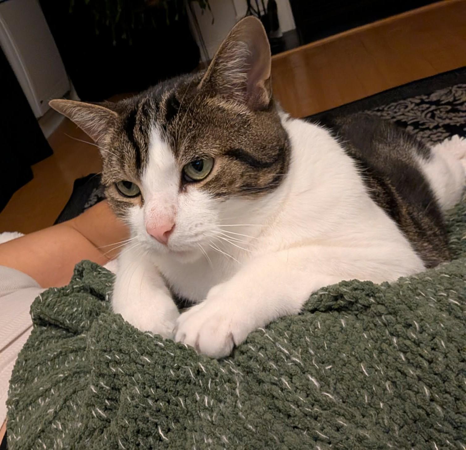 Enlarge GRENOBLE 2.0 (CR/SC), a Adoptable Domestic Short Hair in Sainte-Angele-de-Monnoir, QC image 1/6