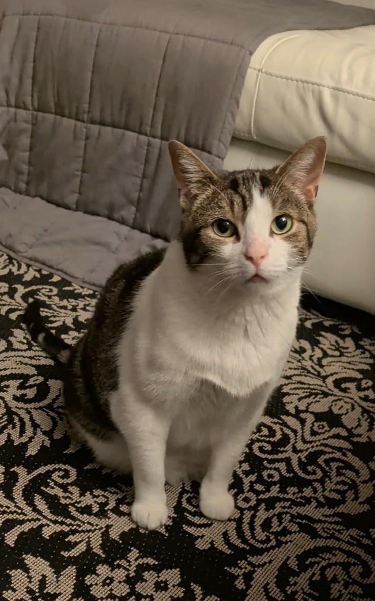 Enlarge GRENOBLE 2.0 (CR/SC), a Adoptable Domestic Short Hair in Sainte-Angele-de-Monnoir, QC image 6/6