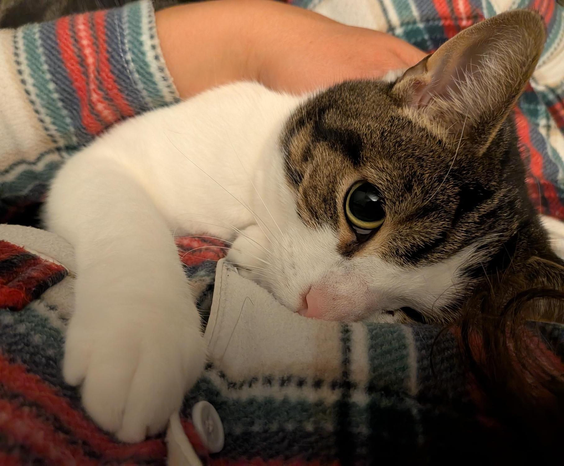 Enlarge GRENOBLE 2.0 (CR/SC), a Adoptable Domestic Short Hair in Sainte-Angele-de-Monnoir, QC image 3/6