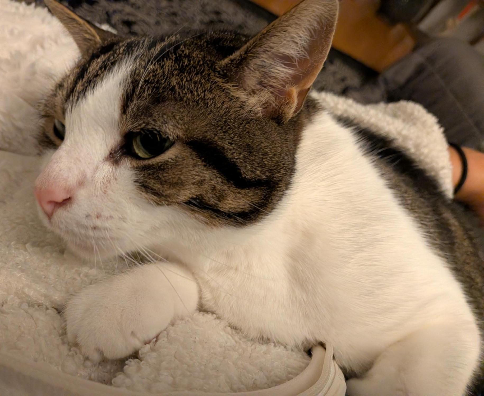 Enlarge GRENOBLE 2.0 (CR/SC), a Adoptable Domestic Short Hair in Sainte-Angele-de-Monnoir, QC image 4/6