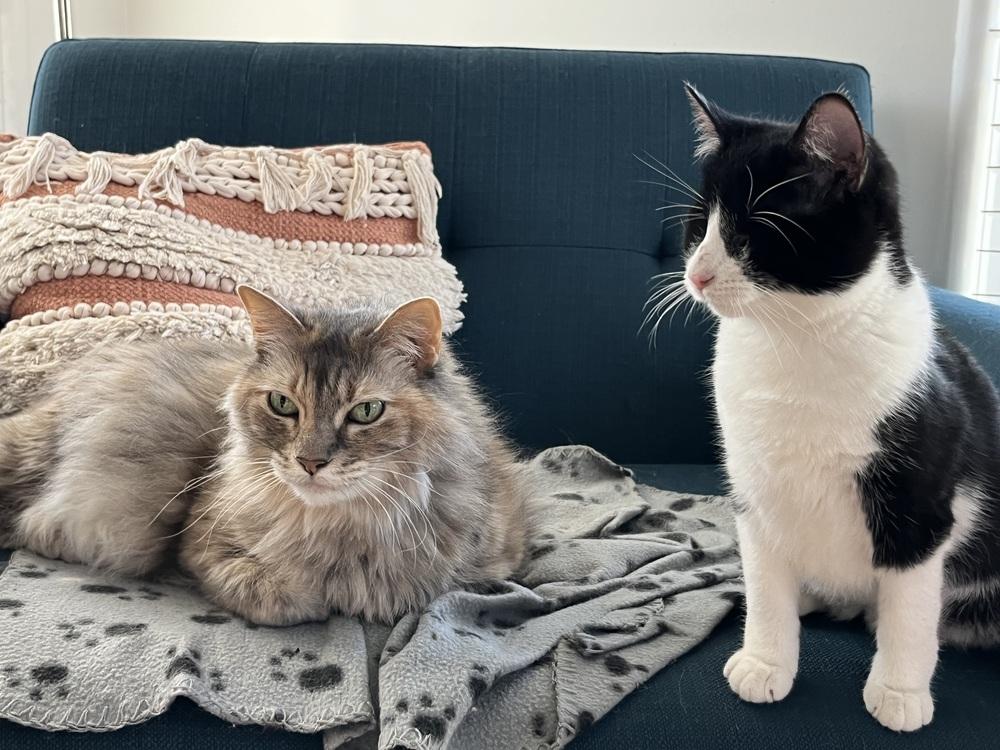 Verity — thumbnail 3