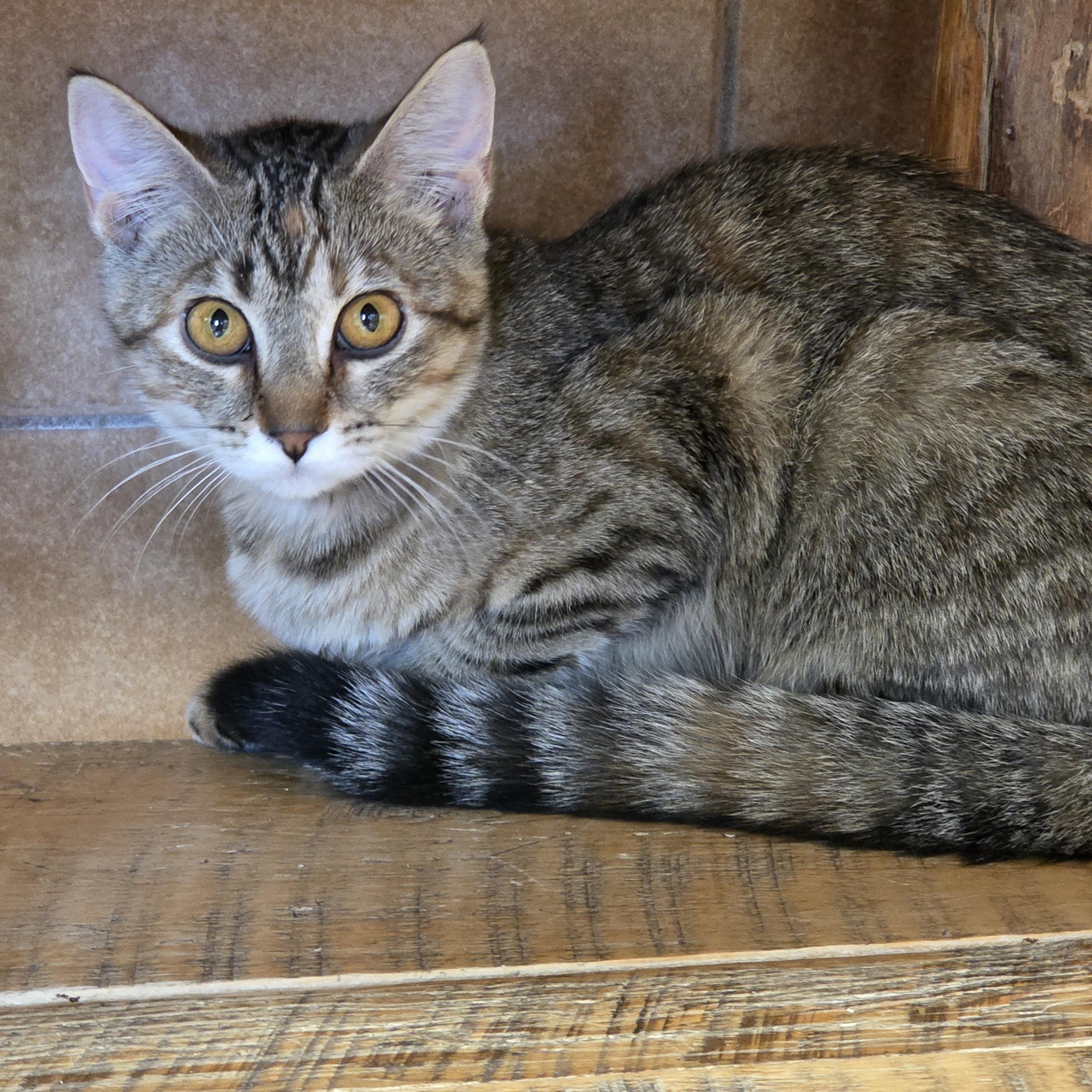 Enlarge Chinardz, a ADOPTABLE mixed breed in Park Rapids, MN image 1/1