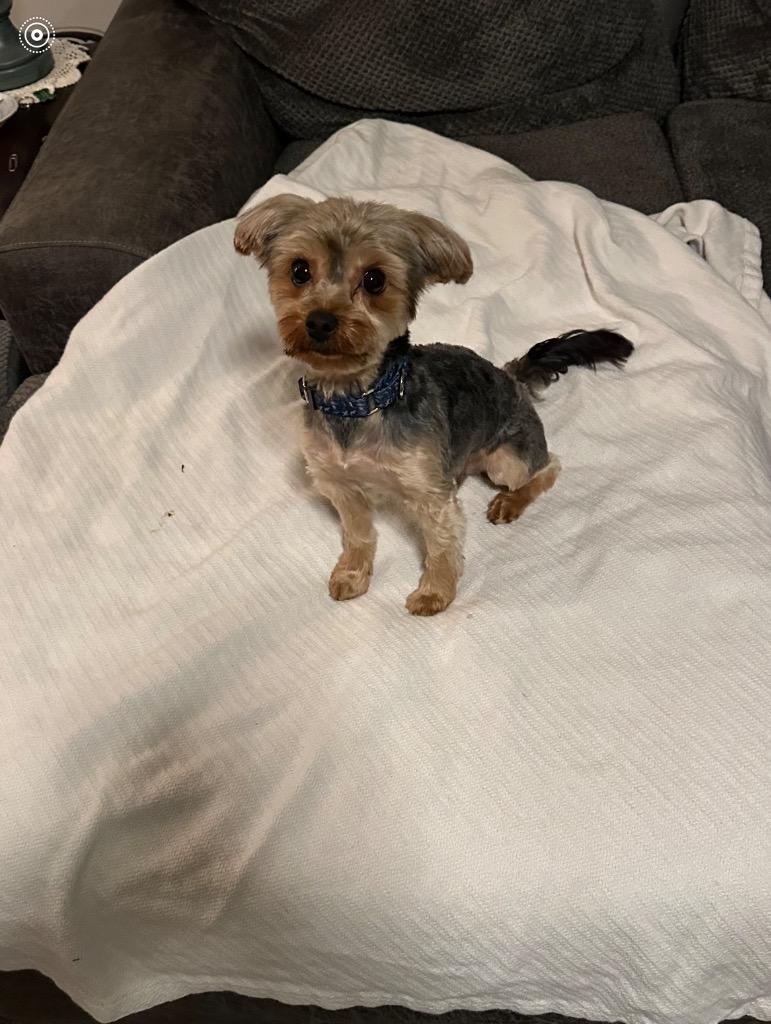 Koda, Adopted, Adult Male Yorkshire Terrier.