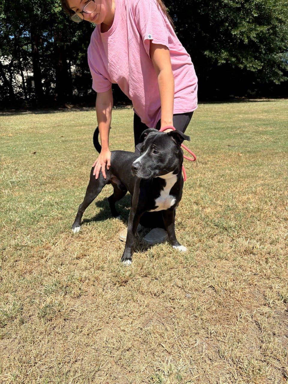 Prince, Adoptable, Young Male Bull Terrier & Black Labrador Retriever.