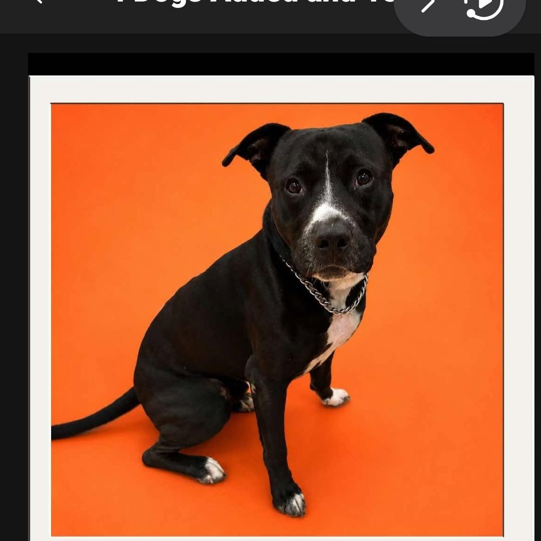 Enlarge Prince, a Adoptable mixed breed in Bristol, VT image 4/4
