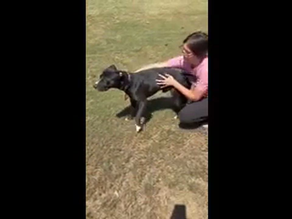 Enlarge Prince, a Adoptable mixed breed in Bristol, VT video 2/4