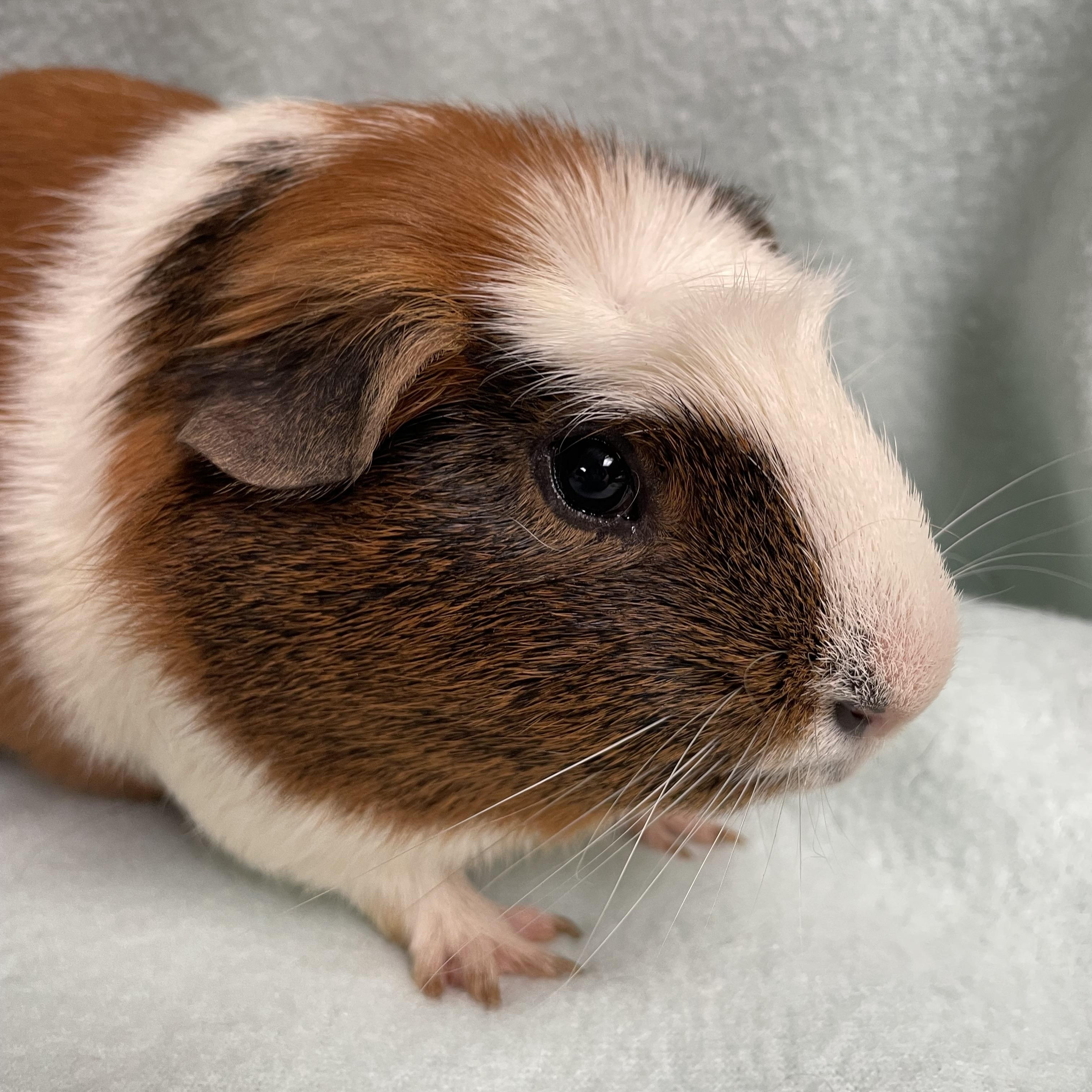 Enlarge Jerry: video!!, an adoptable Guinea Pig in Edinburg, PA image 2/6