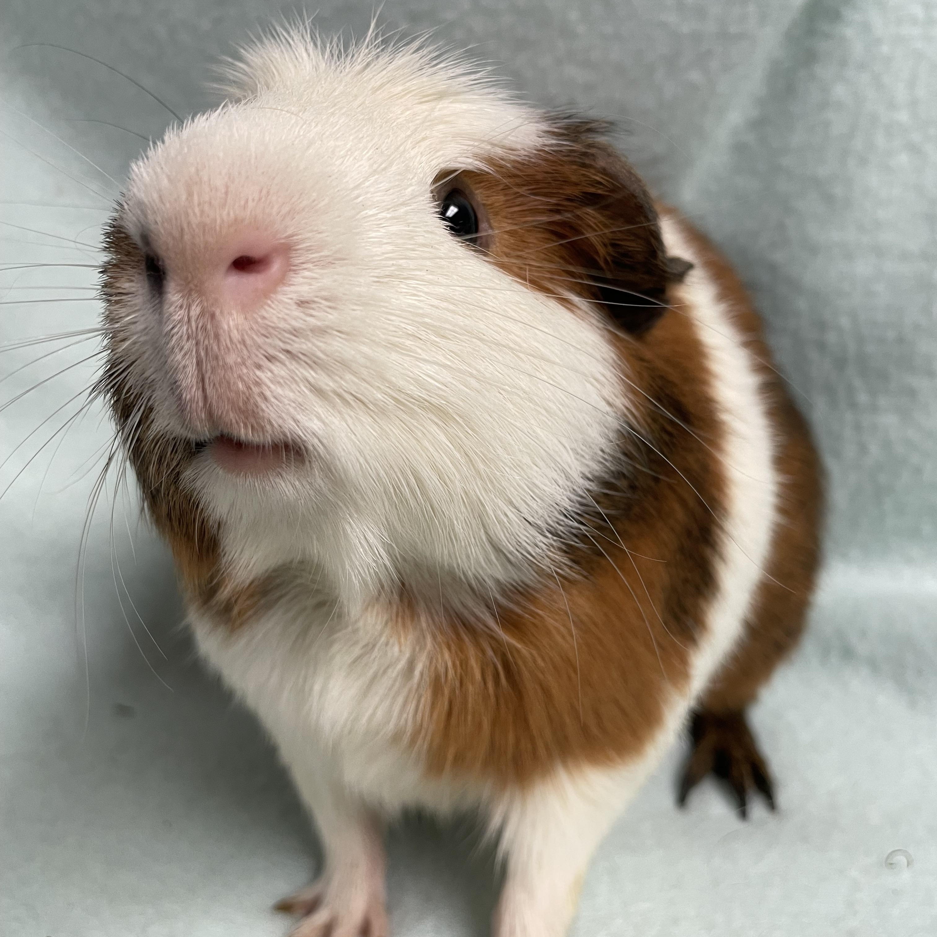 Enlarge Jerry: video!!, an adoptable Guinea Pig in Edinburg, PA image 1/6