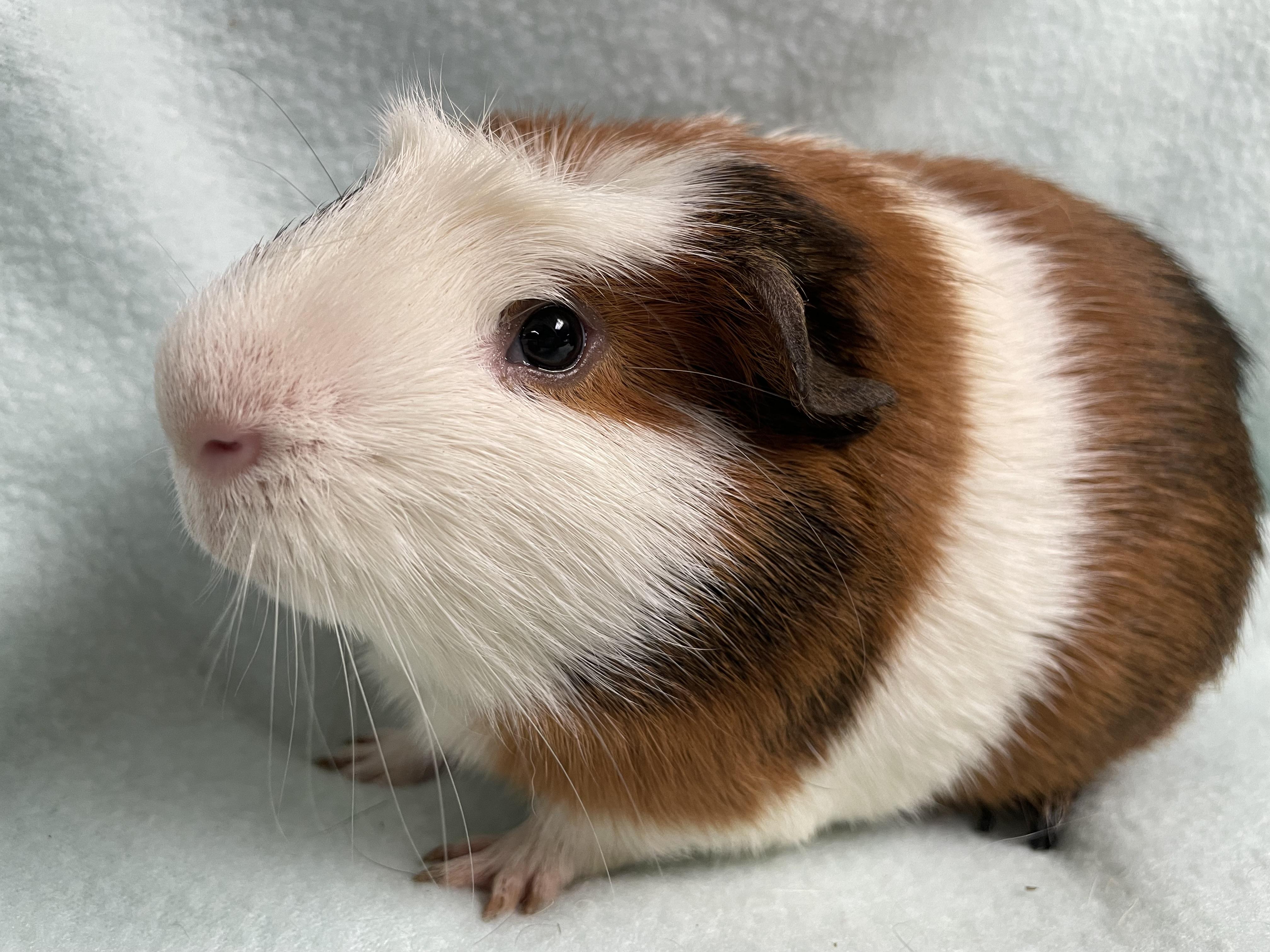 Enlarge Jerry: video!!, an adoptable Guinea Pig in Edinburg, PA image 3/6