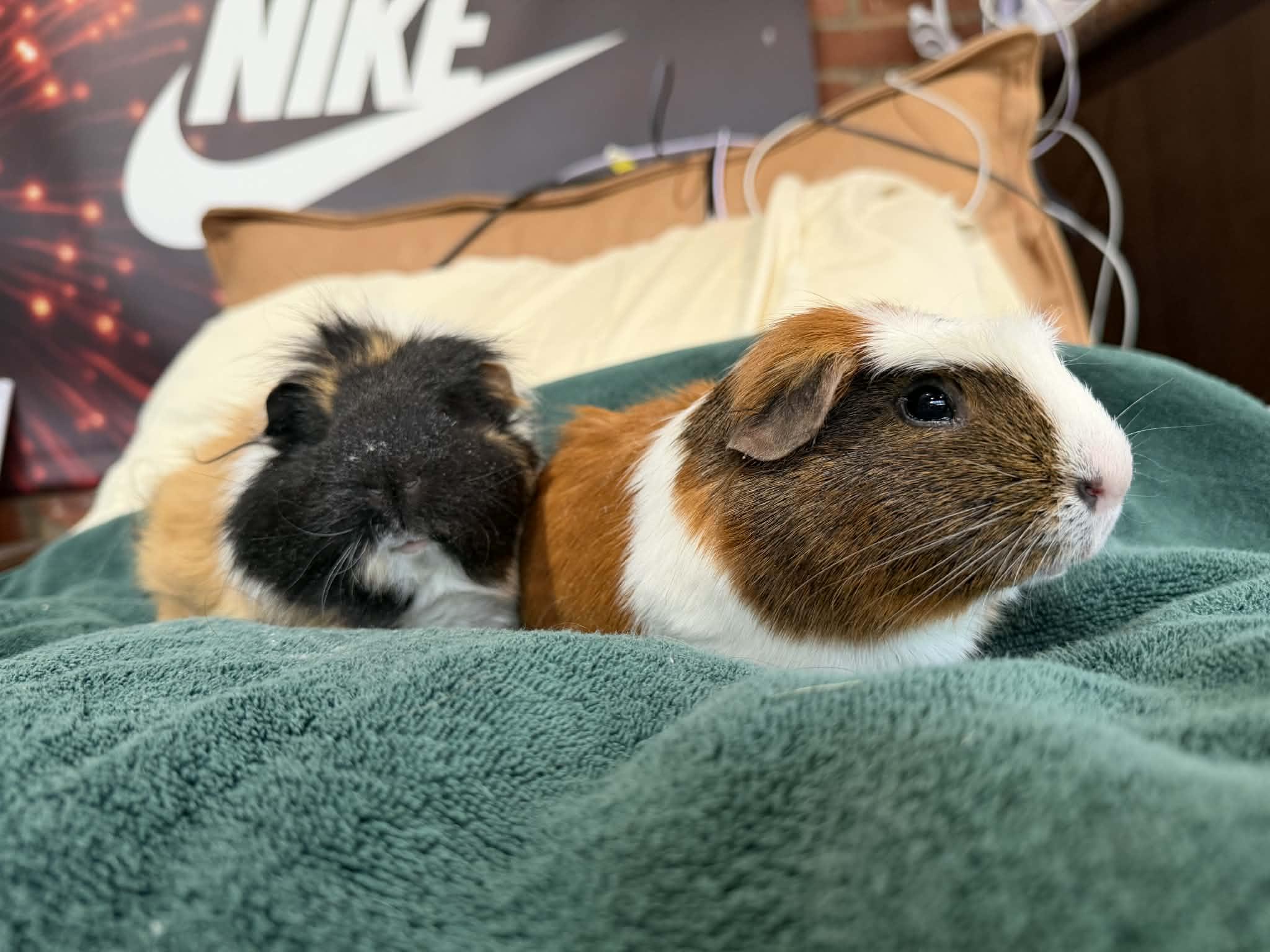 Enlarge Jerry: video!!, an adoptable Guinea Pig in Edinburg, PA image 4/6
