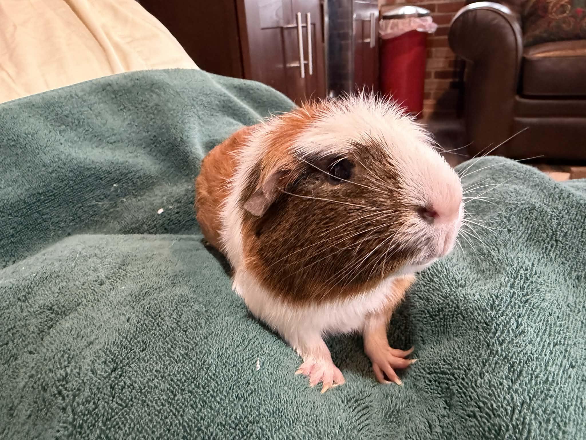 Enlarge Jerry: video!!, an adoptable Guinea Pig in Edinburg, PA image 5/6