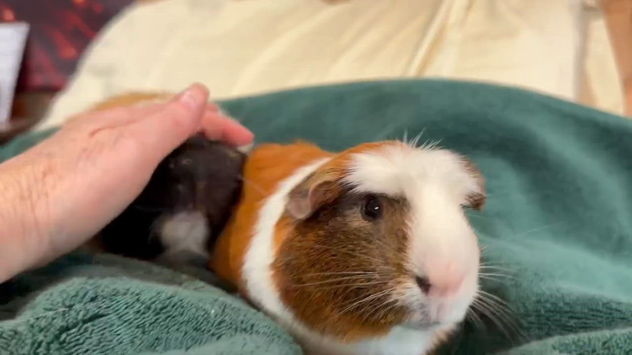 Enlarge Jerry: video!!, an adoptable Guinea Pig in Edinburg, PA video 6/6