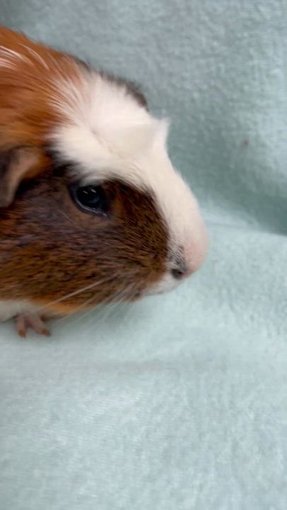 Enlarge Jerry: video!!, an adoptable Guinea Pig in Edinburg, PA video 6/6