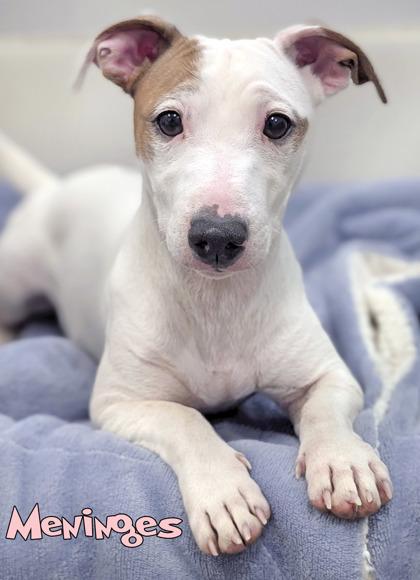 Enlarge Meninges, a Adoptable mixed breed in Mason, MI image 1/2