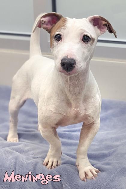 Enlarge Meninges, a Adoptable mixed breed in Mason, MI image 2/2
