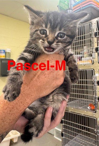 Enlarge Pascal, a Adoptable Domestic Short Hair in Guntersville, AL image 1/1