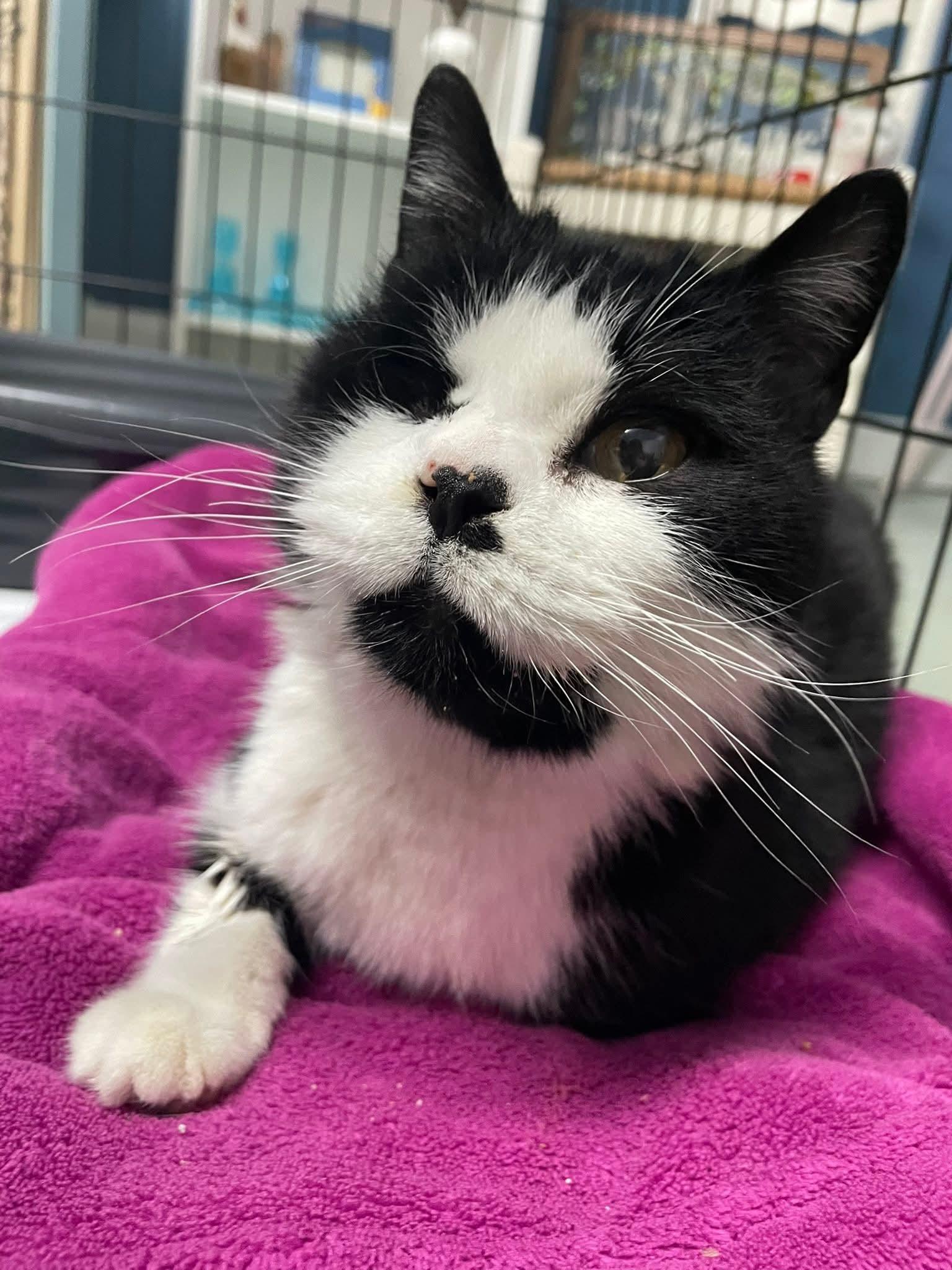 Vala, adopted, Adult Female Domestic Short Hair.