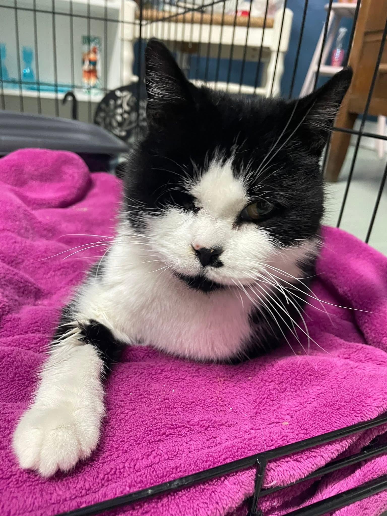 Enlarge Vala, an adopted Domestic Short Hair in Toledo, OH image 2/2