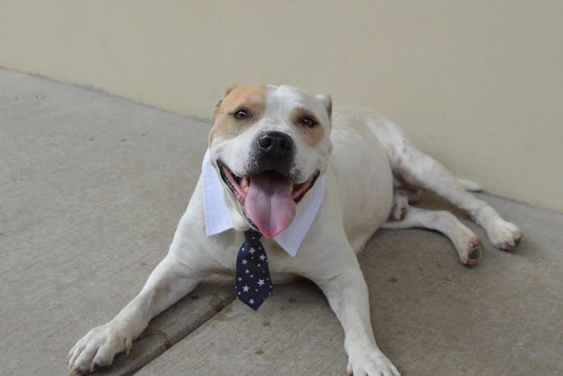 Enlarge Boulder, a Adoptable Pit Bull Terrier in McKinney, TX image 1/1