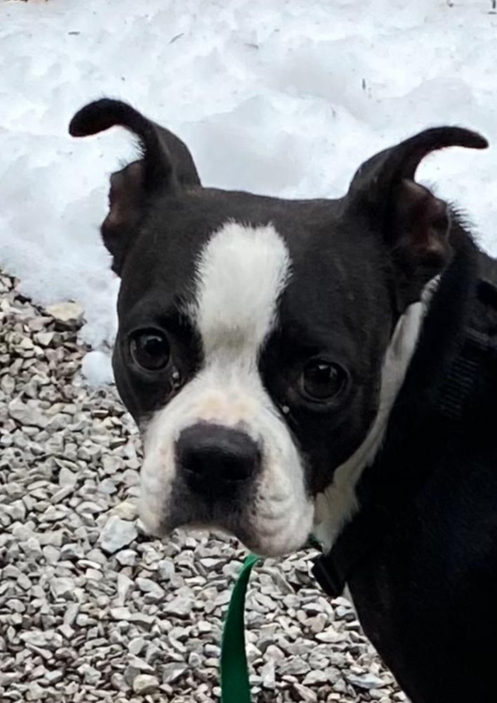 Minnie Myrtle KY 4808, a Adoptable Boston Terrier in Maryville, TN image 1/6