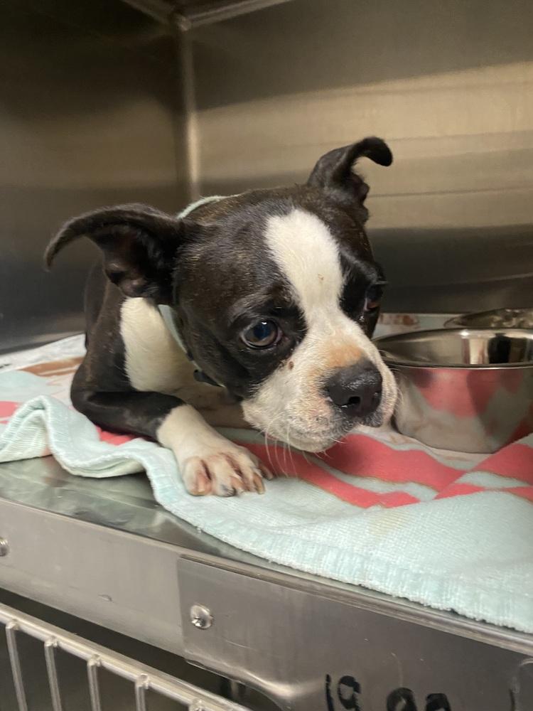 Minnie Myrtle KY 4808, a Adoptable Boston Terrier in Maryville, TN image 2/6