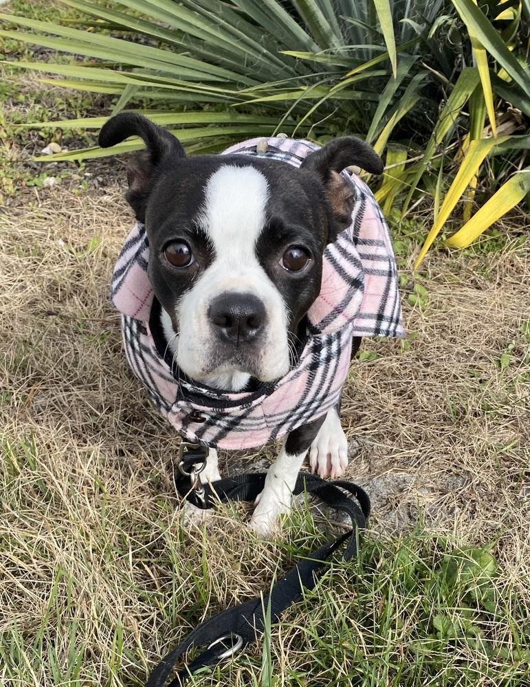 Minnie Myrtle KY 4808, a Adoptable Boston Terrier in Maryville, TN image 3/6