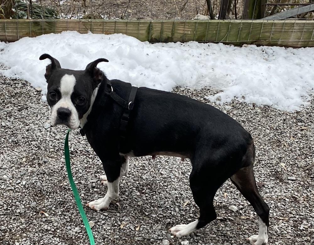 Minnie Myrtle KY 4808, a Adoptable Boston Terrier in Maryville, TN image 4/6