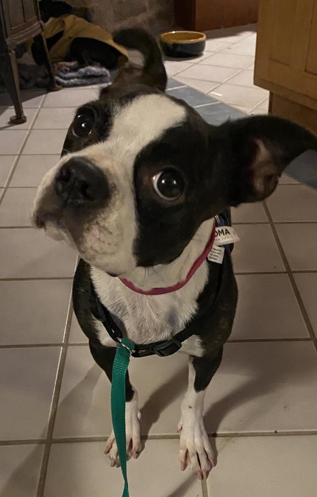 Minnie Myrtle KY 4808, a Adoptable Boston Terrier in Maryville, TN image 5/6