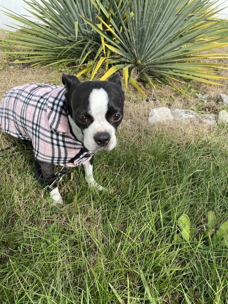 Minnie Myrtle KY 4808, a Adoptable Boston Terrier in Maryville, TN image 6/6