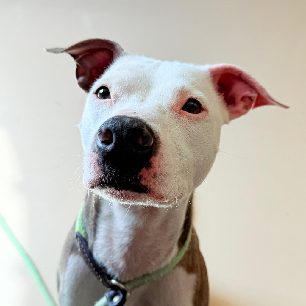 "Missy", a Adoptable American Staffordshire Terrier in Perkiomenville, PA image 1/2