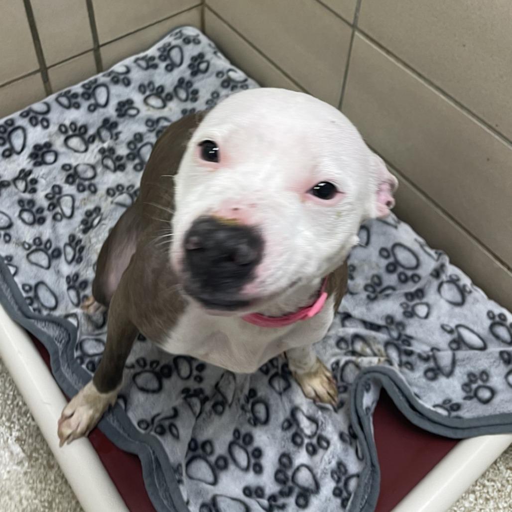 "Missy", Adoptable, Young Female American Staffordshire Terrier.