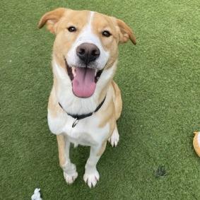 Perseus, a Adoptable Labrador Retriever in Long Beach, CA image 1/2
