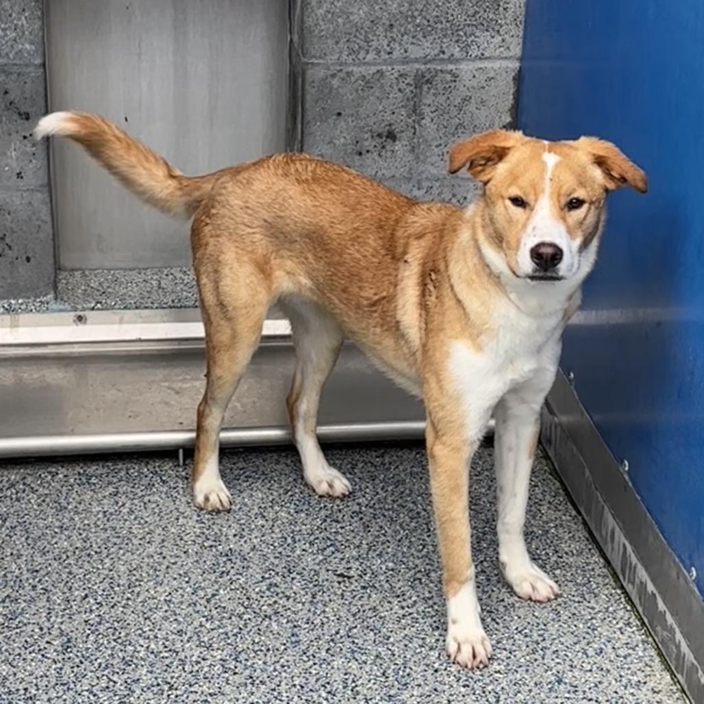Perseus, a Adoptable Labrador Retriever in Long Beach, CA image 2/2
