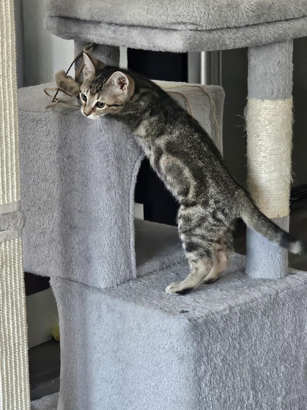 Enlarge STORMY, a Adopted Domestic Medium Hair in San Antonio, TX image 1/3