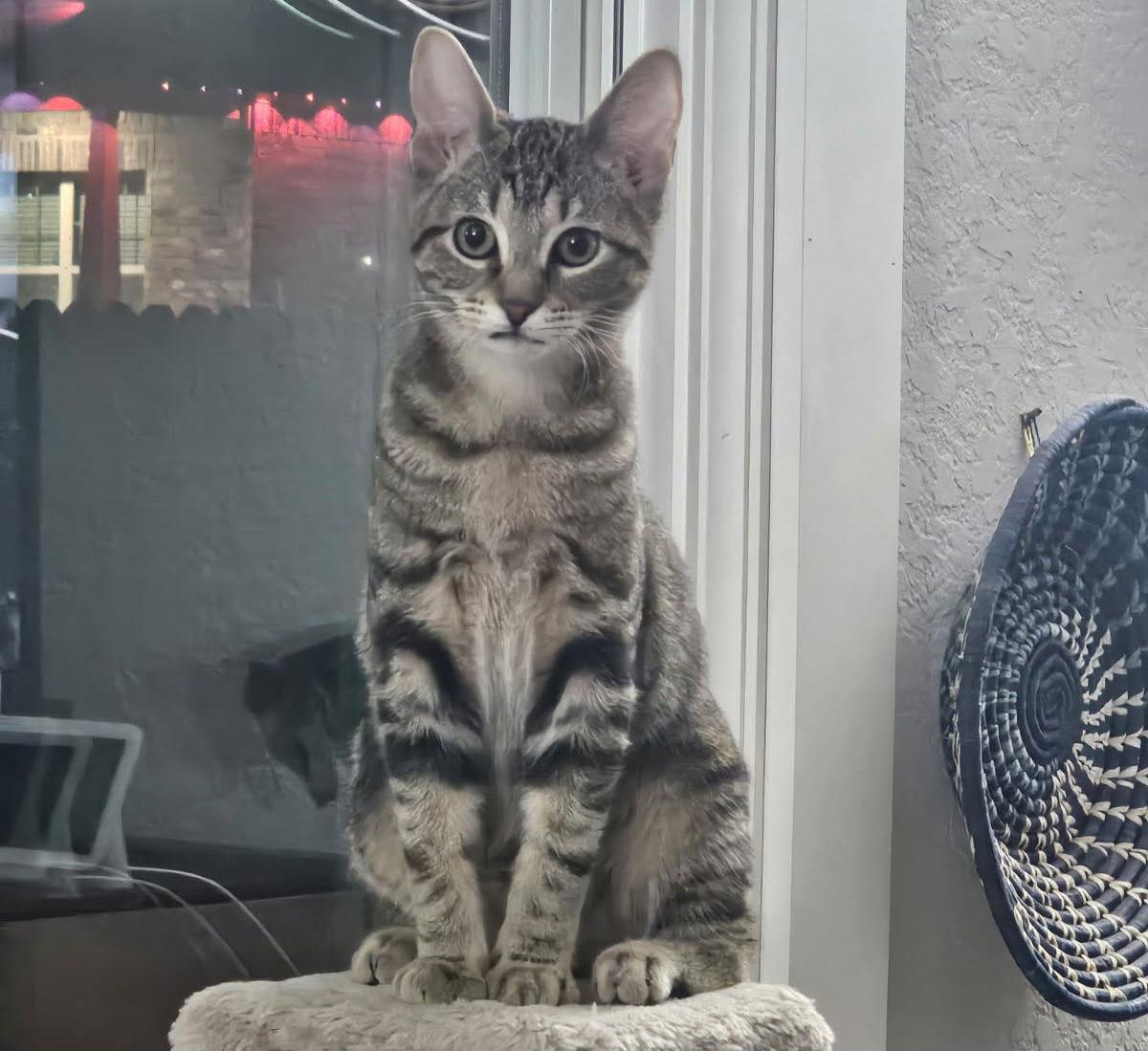 Enlarge STORMY, a Adopted Domestic Medium Hair in San Antonio, TX image 3/3