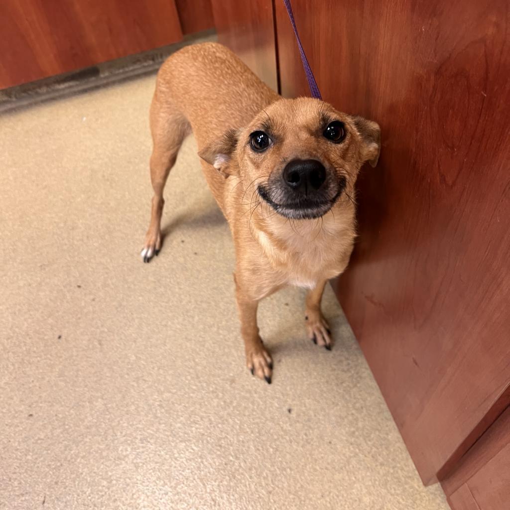Enlarge Phoebe, a Adoptable mixed breed in Columbus, GA image 1/4