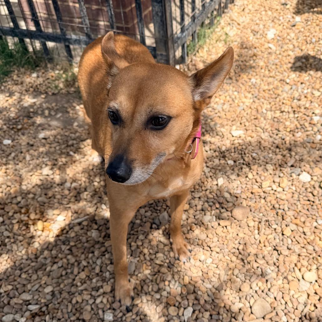 Enlarge Phoebe, a Adoptable mixed breed in Columbus, GA image 2/4
