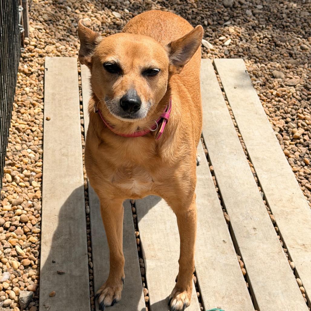 Enlarge Phoebe, a Adoptable mixed breed in Columbus, GA image 3/4