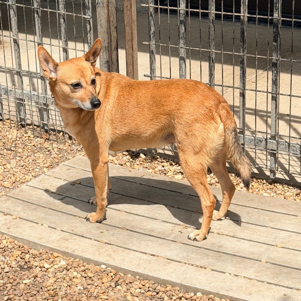 Enlarge Phoebe, a Adoptable mixed breed in Columbus, GA image 4/4