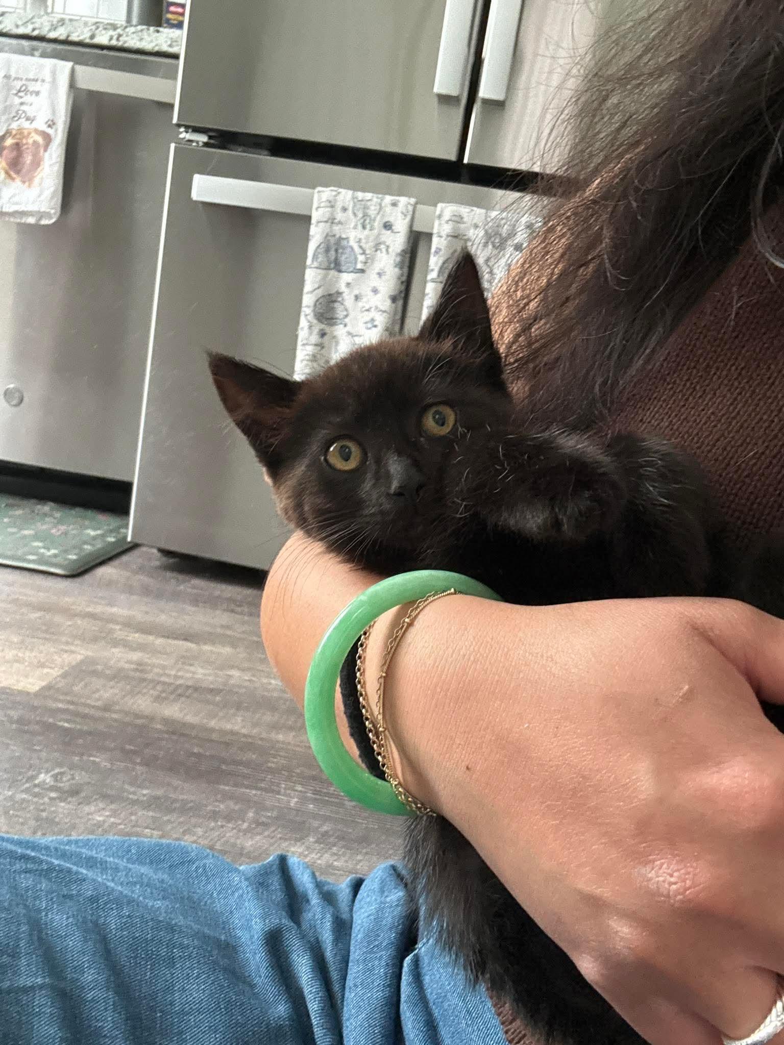 Enlarge Reggie, a ADOPTABLE Domestic Short Hair in Rochester , NY image 2/6