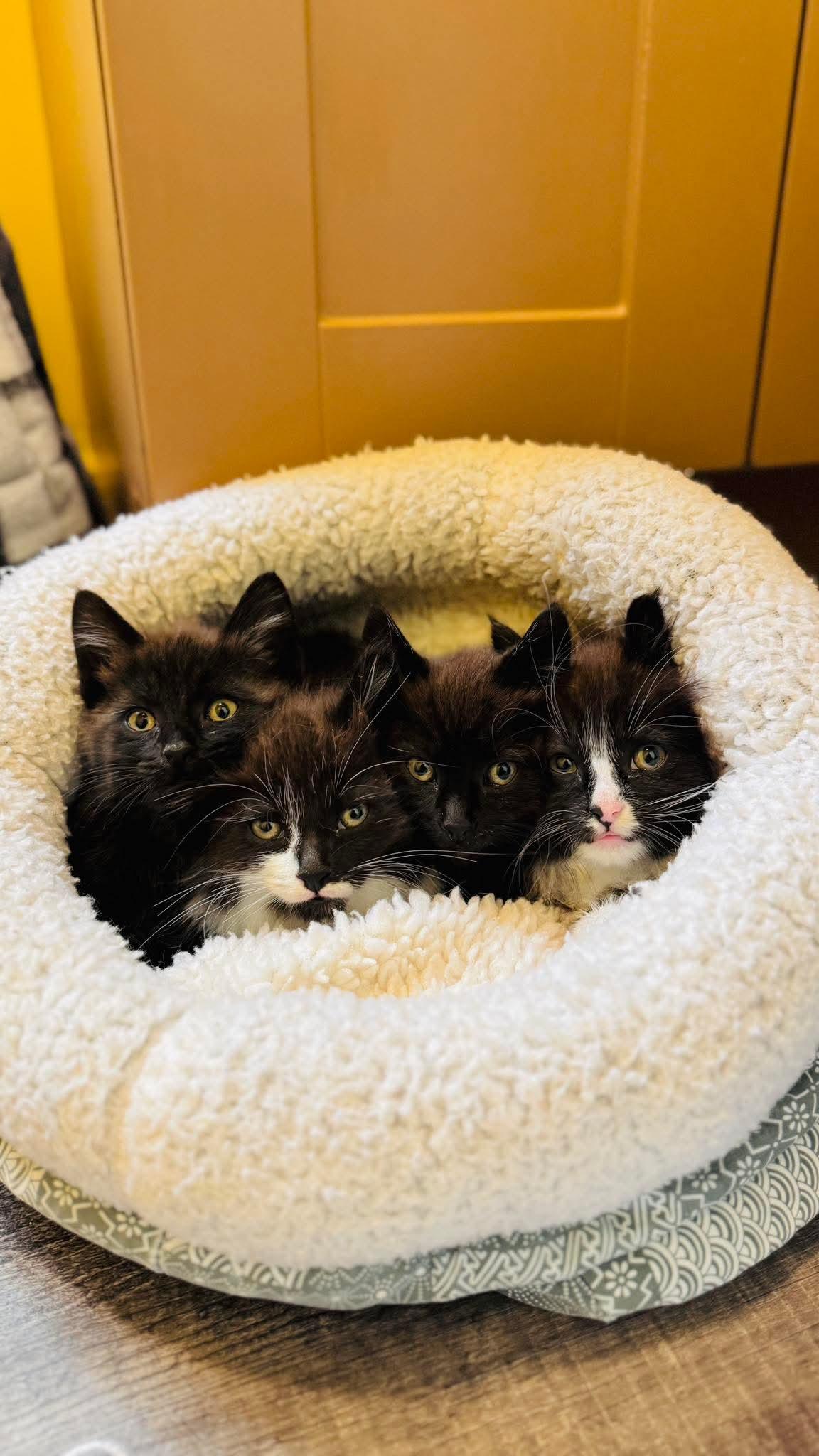 Enlarge Reggie, a ADOPTABLE Domestic Short Hair in Rochester , NY image 5/6