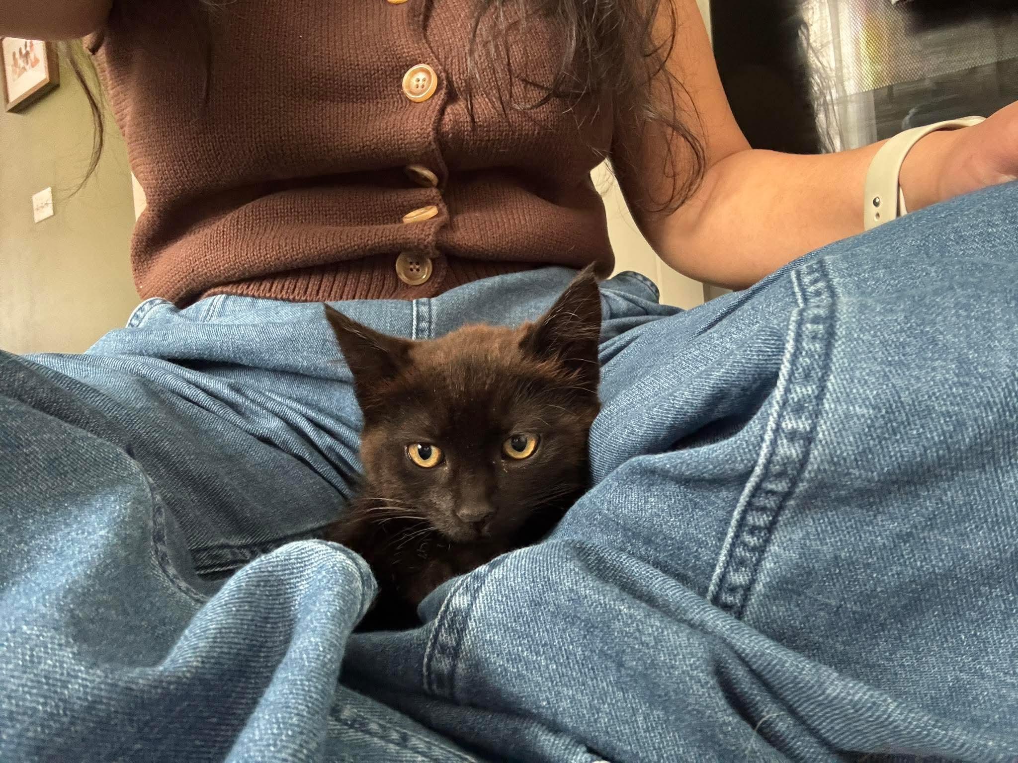 Enlarge Reggie, a ADOPTABLE Domestic Short Hair in Rochester , NY image 4/6