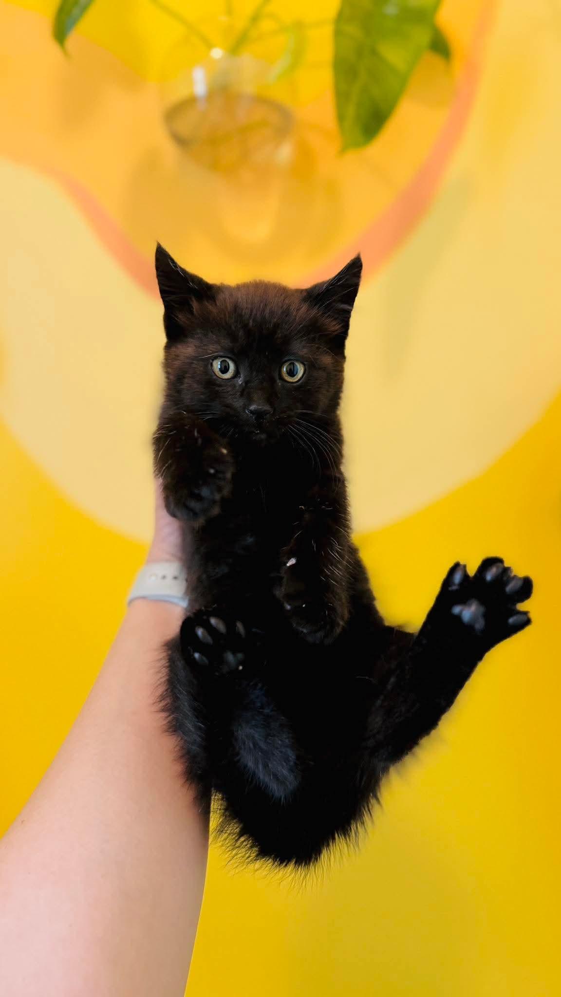 Enlarge Reggie, a ADOPTABLE Domestic Short Hair in Rochester , NY image 3/6